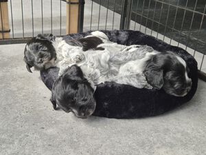Schapendoes N-nest van de Roeskebeer